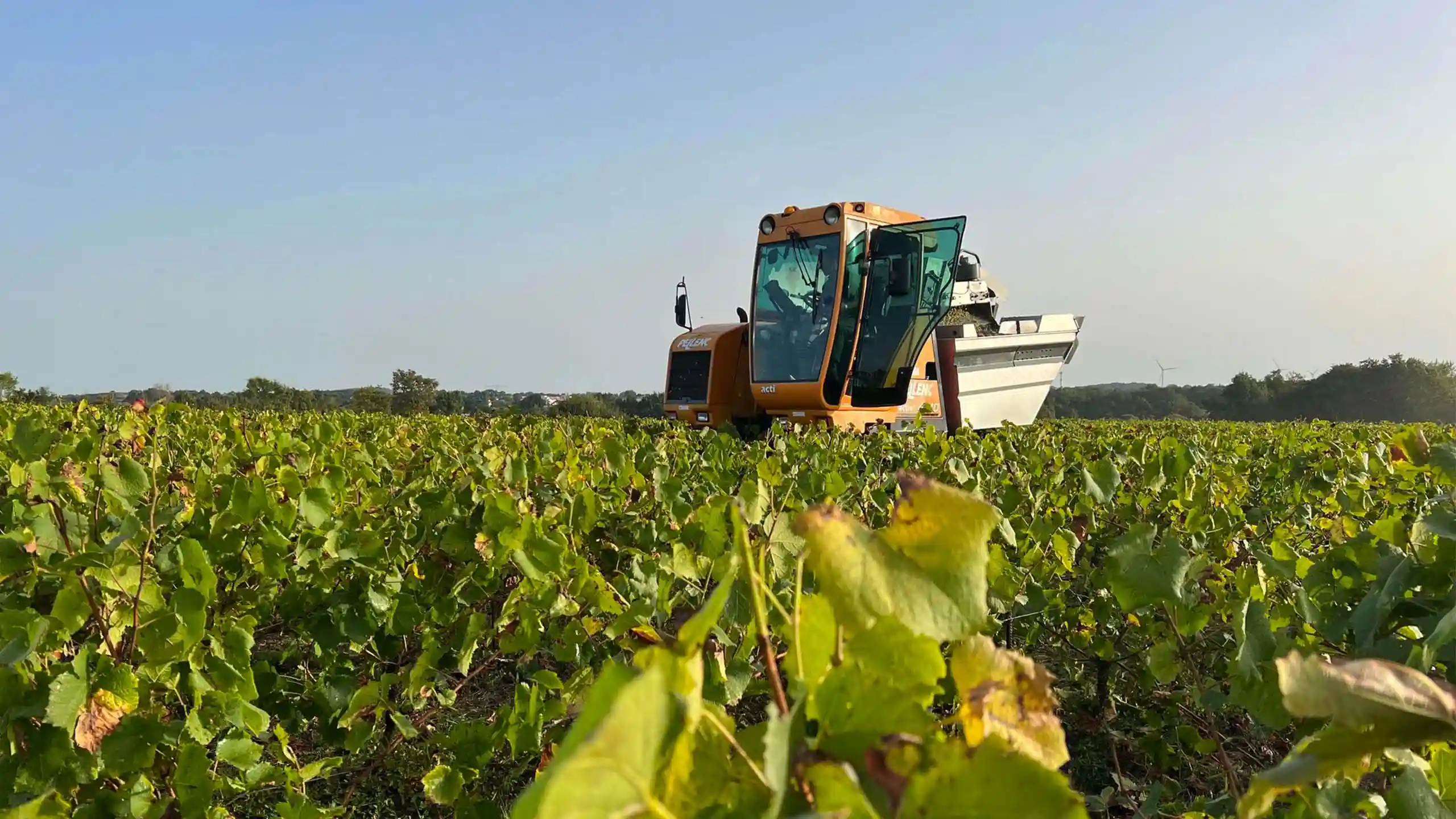 Machine passant dans les vignes