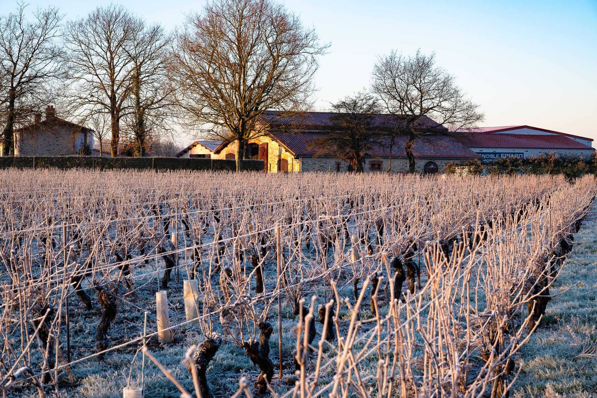 https://www.vignoble-epiard.fr/wp-content/uploads/2024/02/fond1Compress.jpg