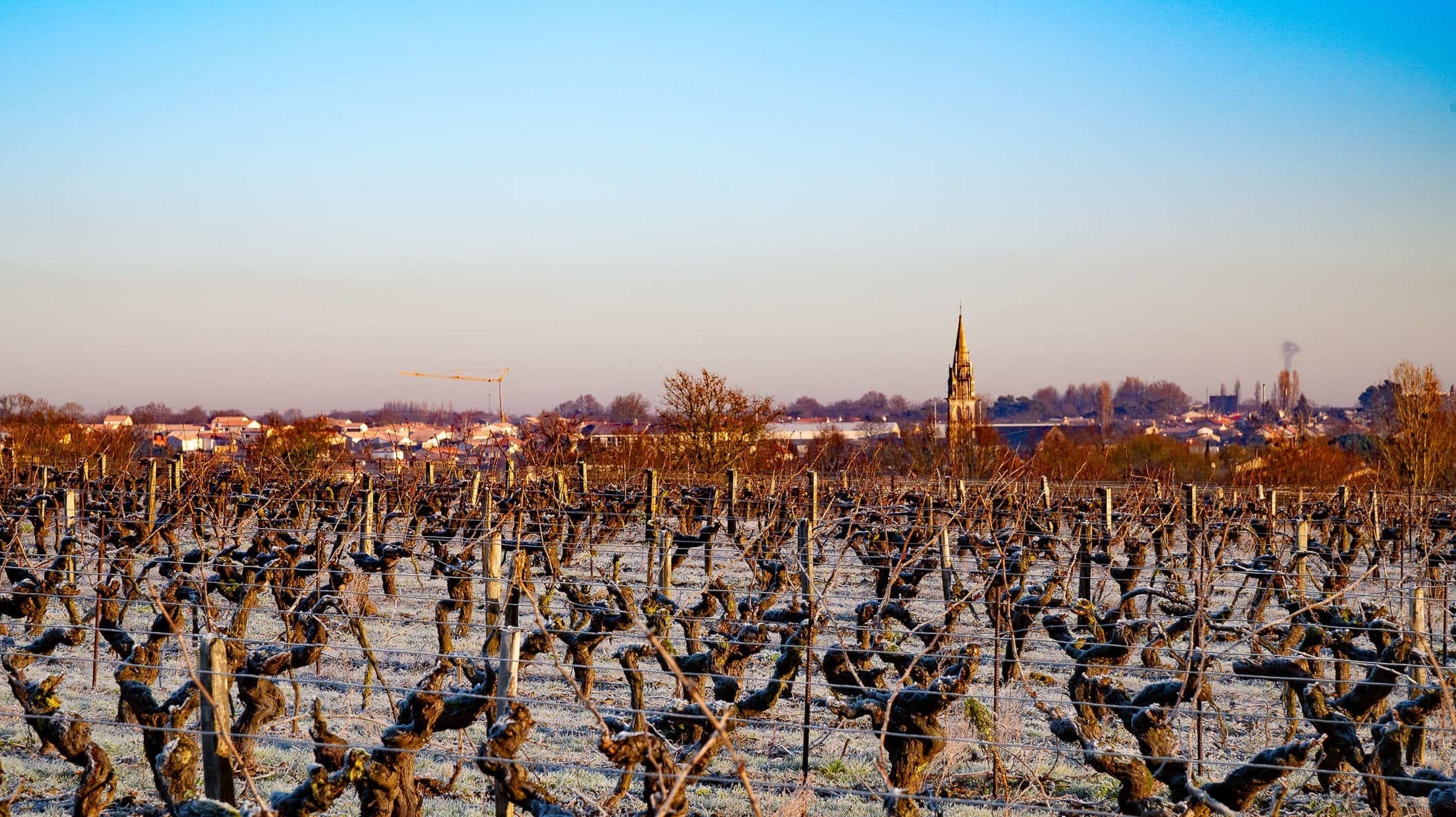 https://www.vignoble-epiard.fr/wp-content/uploads/2024/03/Vigne-aurore.jpg