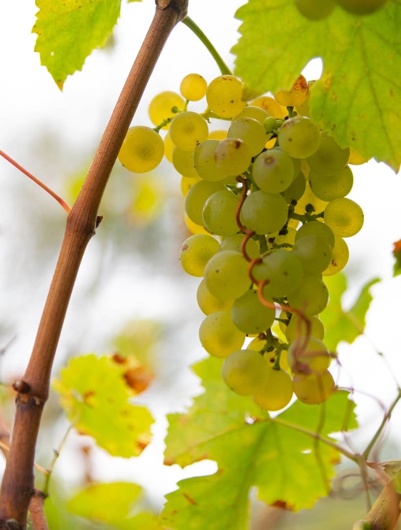 Grappe de raisins blancs